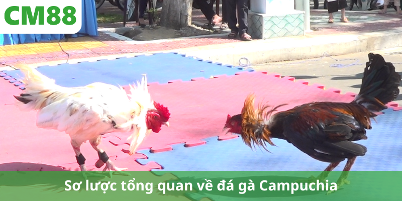 Sơ lược tổng quan về đá gà Campuchia